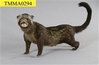 藏品(虎貂)的圖片